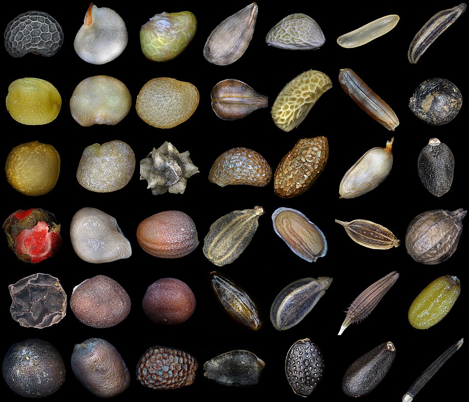 Seeds of various plants. Row 1: poppy, red pepper, strawberry, apple tree, blackberry, rice, carum, Row 2: mustard, eggplant, physalis, grapes, raspberries, red rice, patchouli, Row 3: figs, lycium barbarum, beets, blueberries, golden kiwifruit, rosehip, basil, Row 4: pink pepper, tomato, radish, aarrot, matthiola, dill, coriander, Row 5: black pepper, white cabbage, napa cabbage, seabuckthorn, parsley, dandelion, capsella bursa-pastoris, Row 6: cauliflower, radish, kiwifruit, grenadilla, passion fruit, melissa, tagetes erecta