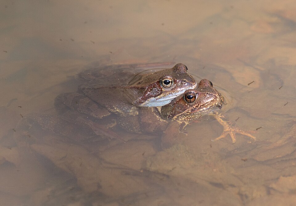 Rana temporaria, amplexus