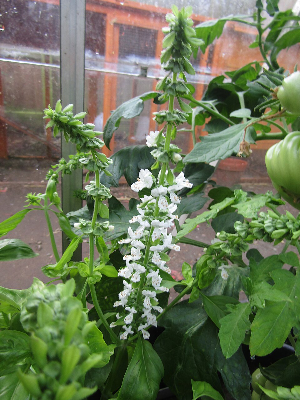 Flowers of a basil plant (Ocimum basilicum) in a greenhouse within the village of Trimingham, Norfolk, United Kingdom.