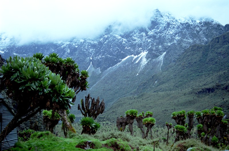 Ruwenzori Mountains, Uganda, Great Rift Valley. The mountains formed about three million years ago in the late Pliocene, pushed up by tremendous forces originating deep within the earth’s crust.