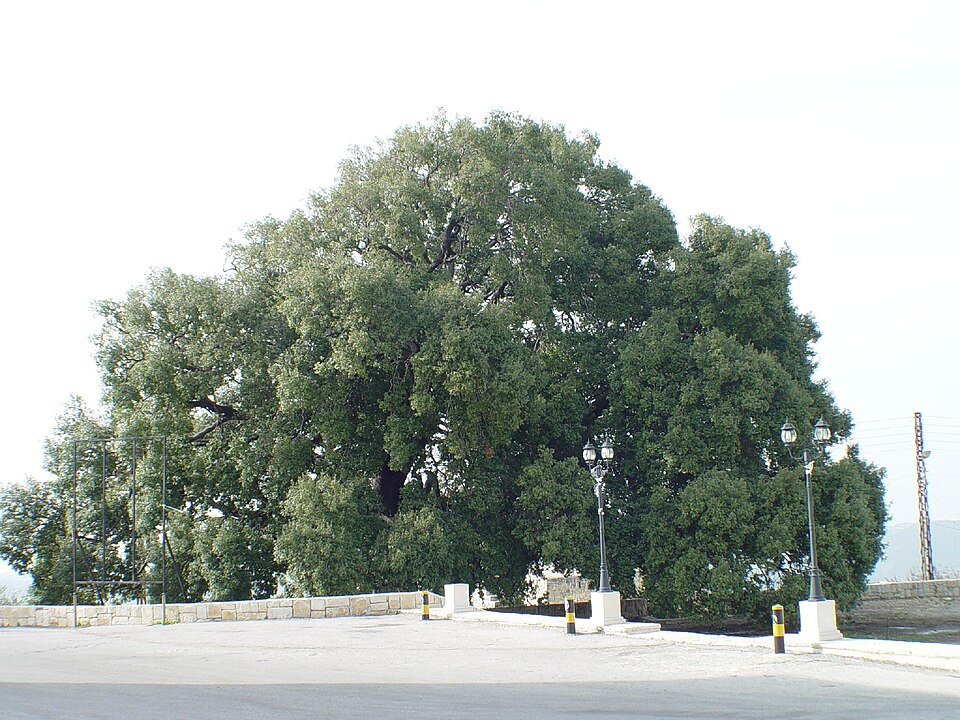 An old oak tree
