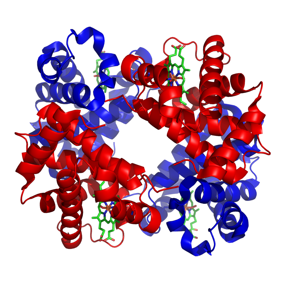 Structure of human hemoglobin. The α and β subunits are in red and blue. The iron-containing heme groups in green