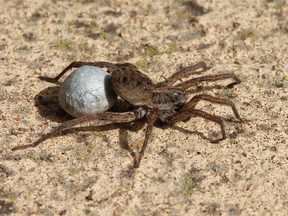 An Australian wolf spider carrying an egg sac attached to her spinnerets.