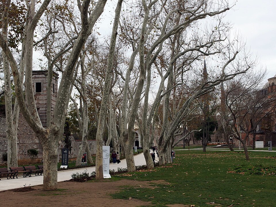 Trees in Istanbul, Turkey