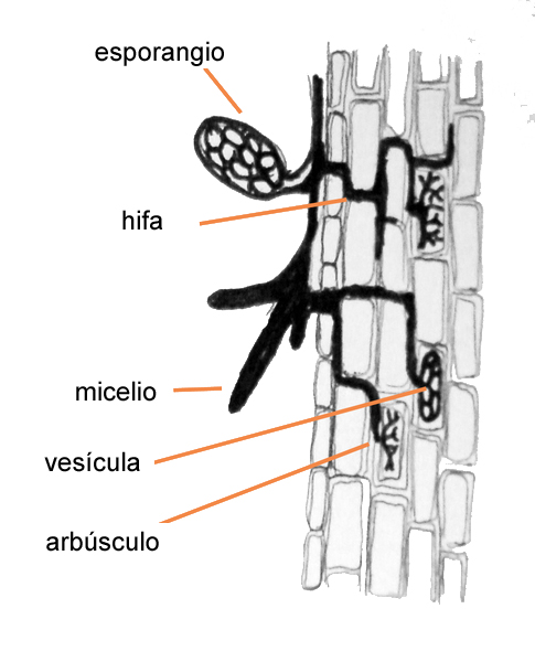 Diagram of mycorrhiza with terms in Spanish. It is an endomycorrhiza: the arbuscules or vesicles are inside the plant cell wall, and attached to the cell membrane.