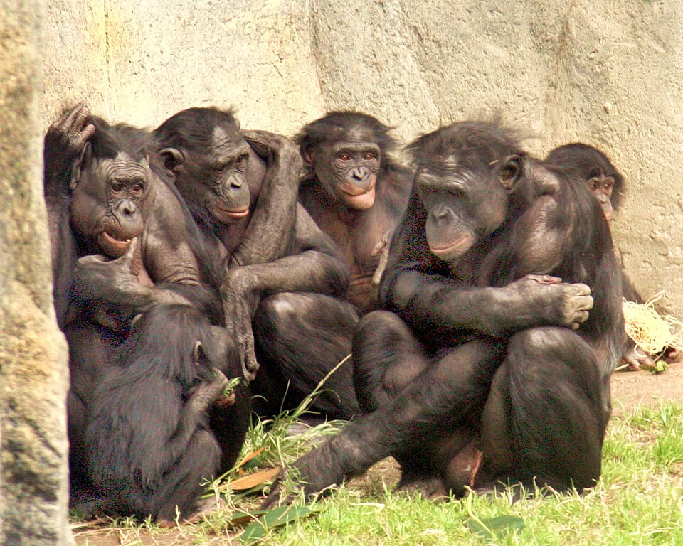 Bonobos are less aggressive than chimpanzees