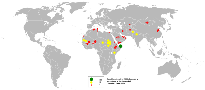 Camels in 2003.