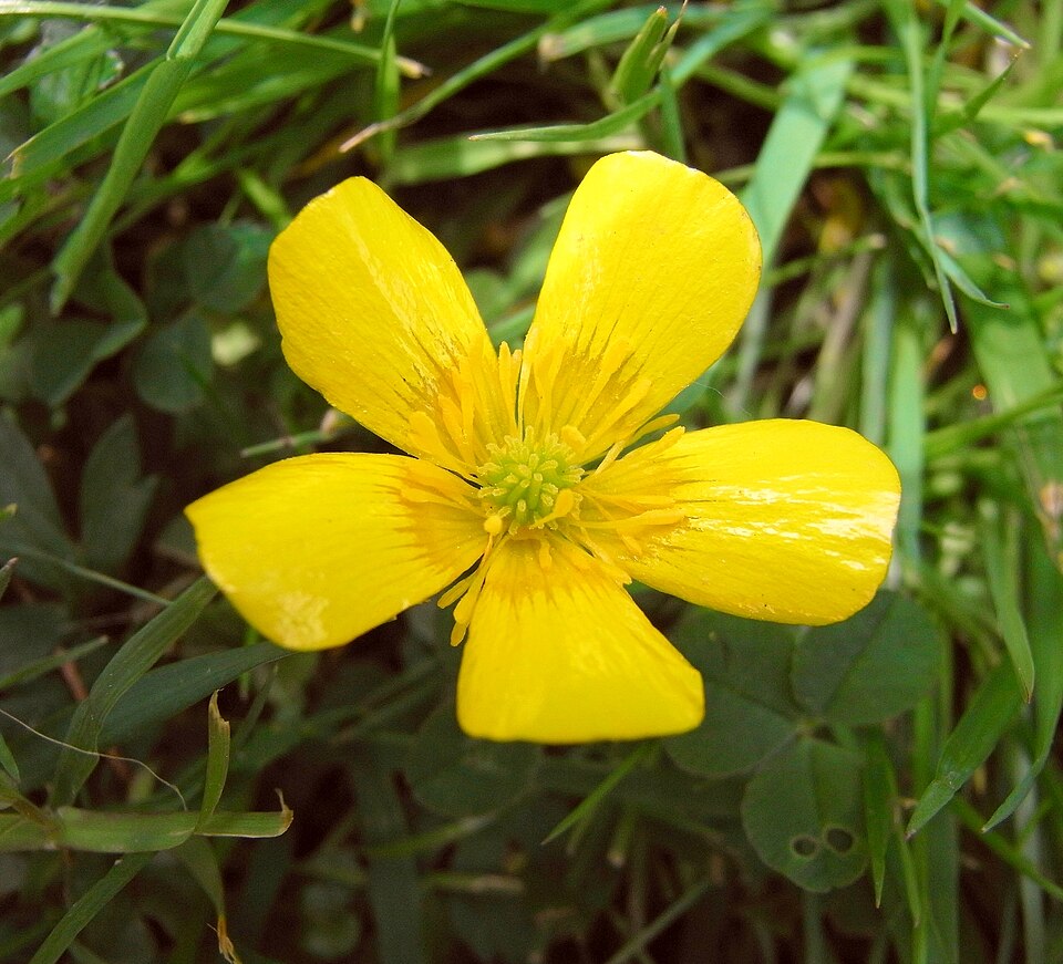 Ranunculus