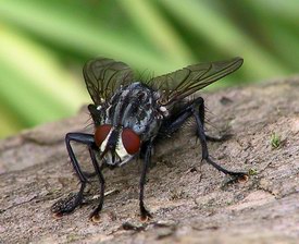 A fly