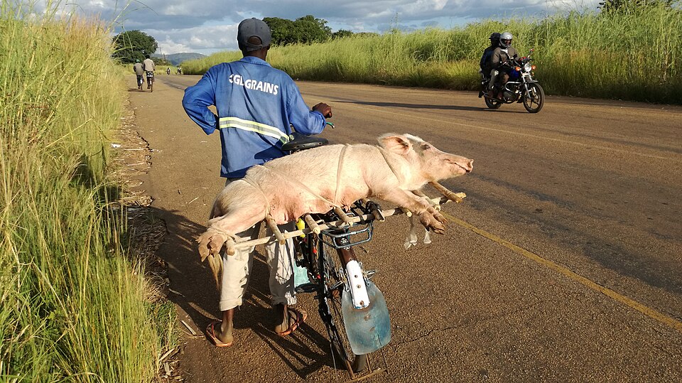 Man carrying a pig (Genus Sus) on a bicycle in Zambia