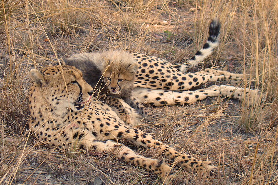 A little cheetah lying on its mother.