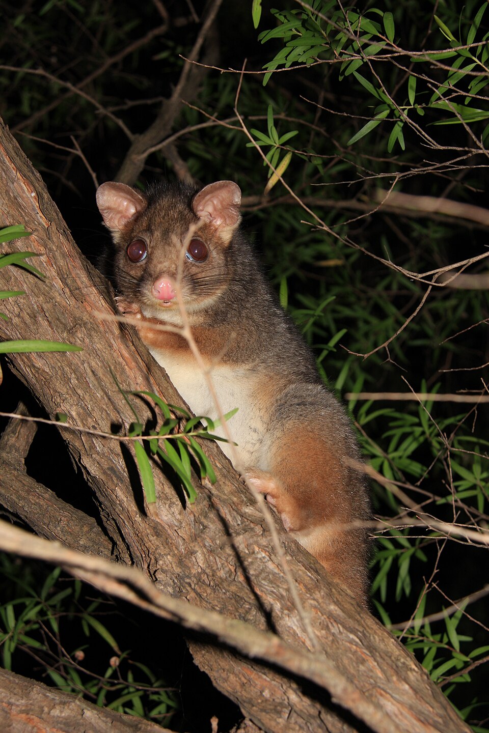 Ringtail Possum at night. Possums are often found in towns at night