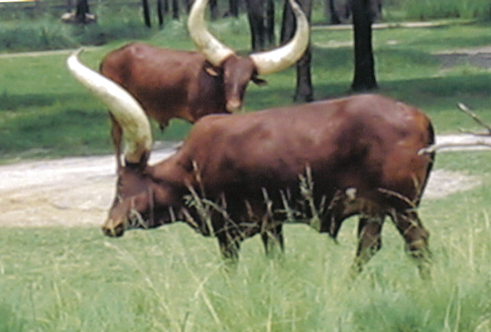 Watusi cattle are herded in Africa.