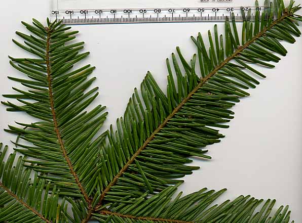 Abies grandis foliage