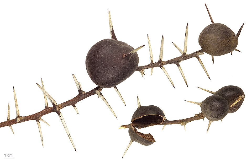 Acacia drepanolobium