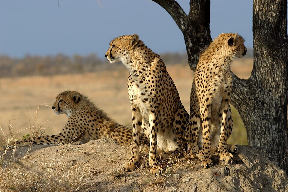A group of cheetahs in South Africa