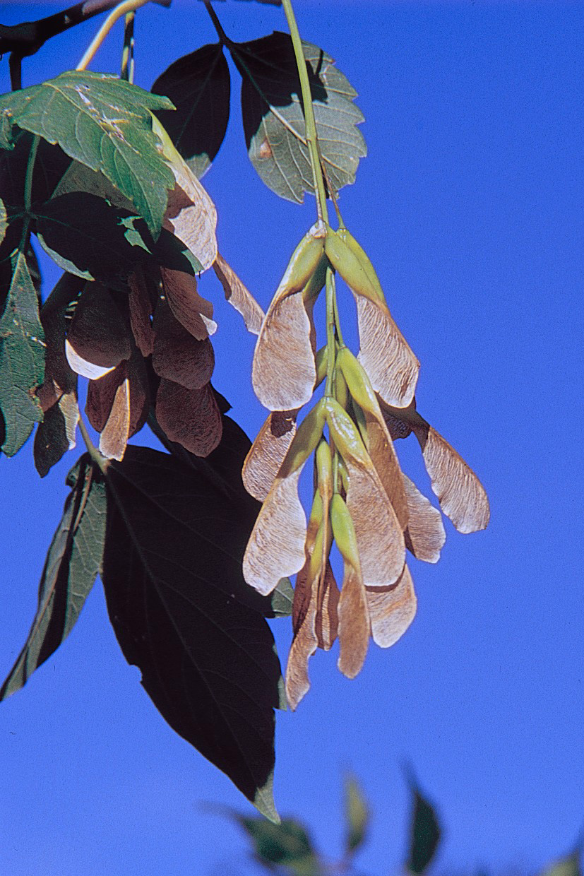 Manitoba maple
