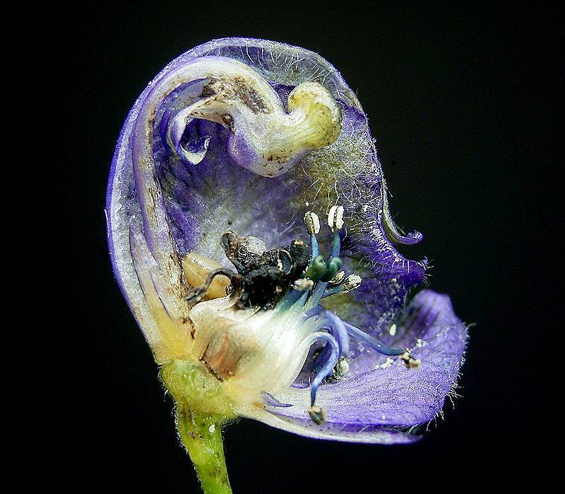 Aconitum flower dissected to show its internal structure