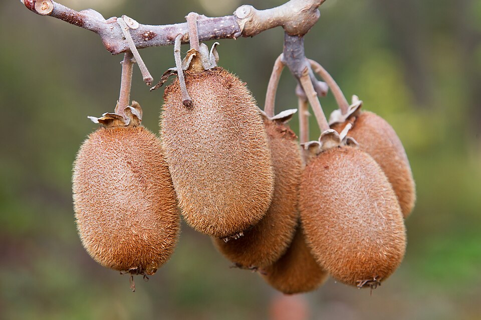 Kiwifruit