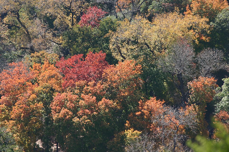 Deciduous forest in autumn