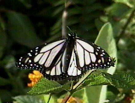 A white form Monarch in Hawaii