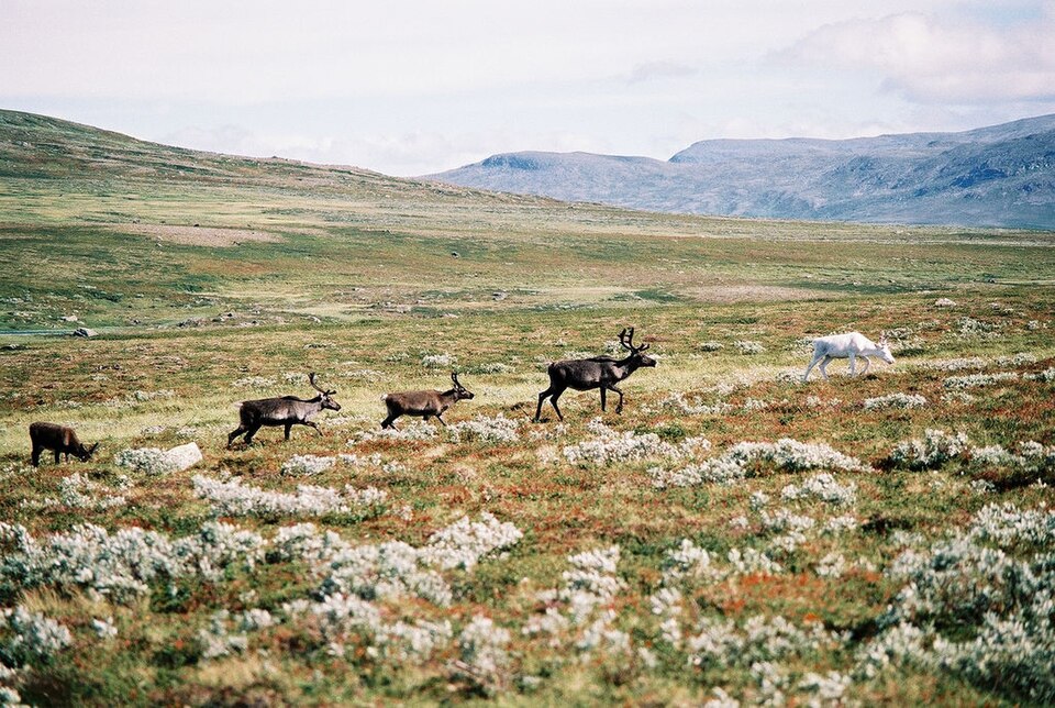 A group of reindeer.