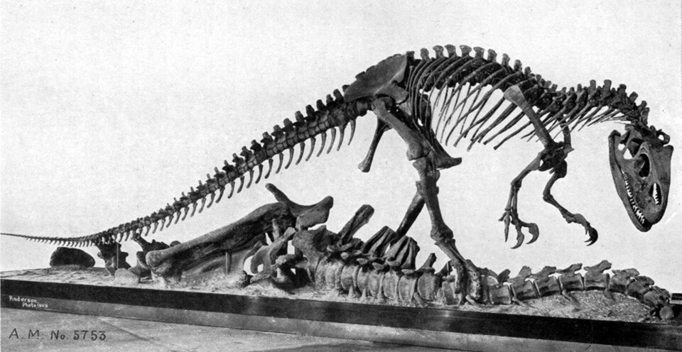 The skeletal mount of AMNH 5753, posed as scavenging on a Haplocanthosaurus priscus.