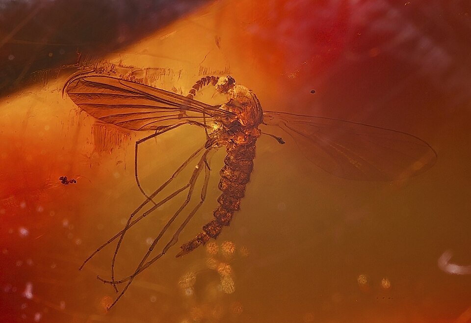 A mosquito in amber