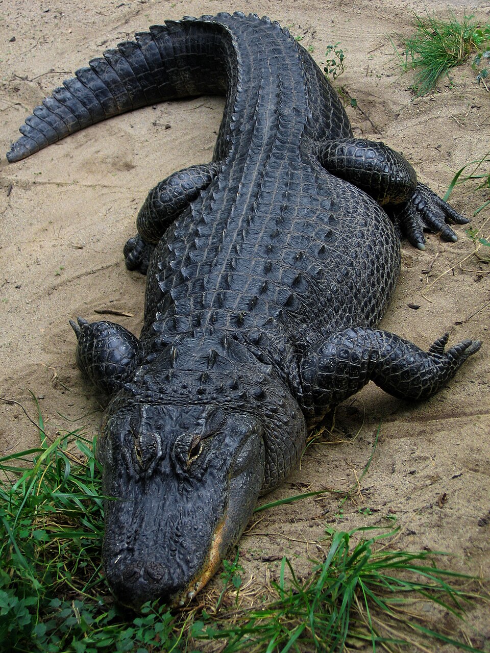 An alligator