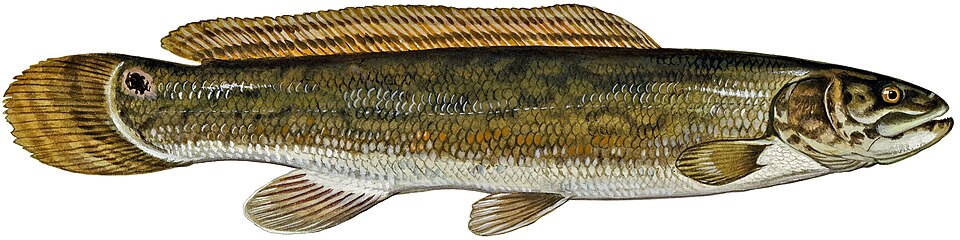 Bowfin (Amia calva)