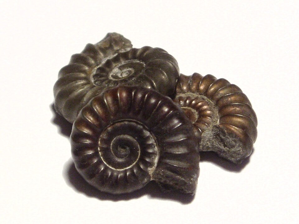 Three small ammonite fossils, each about 1.5 cm across