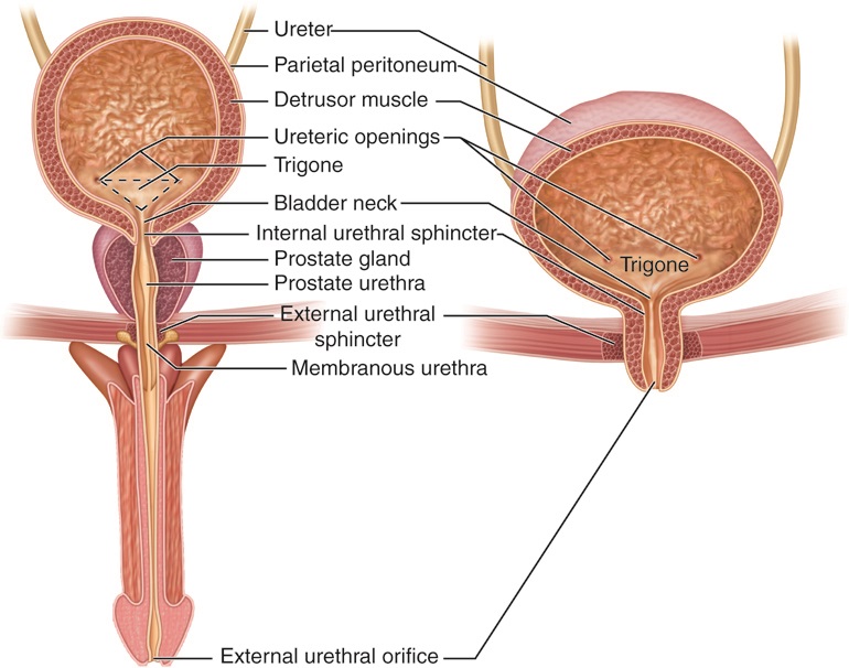 Human male and female urinary bladders and urethras