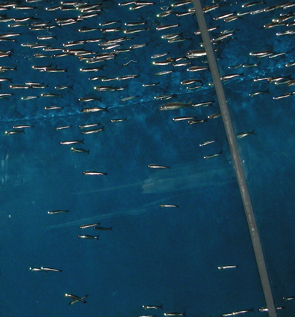 Anchovies at the Monterey Bay Aquarium.