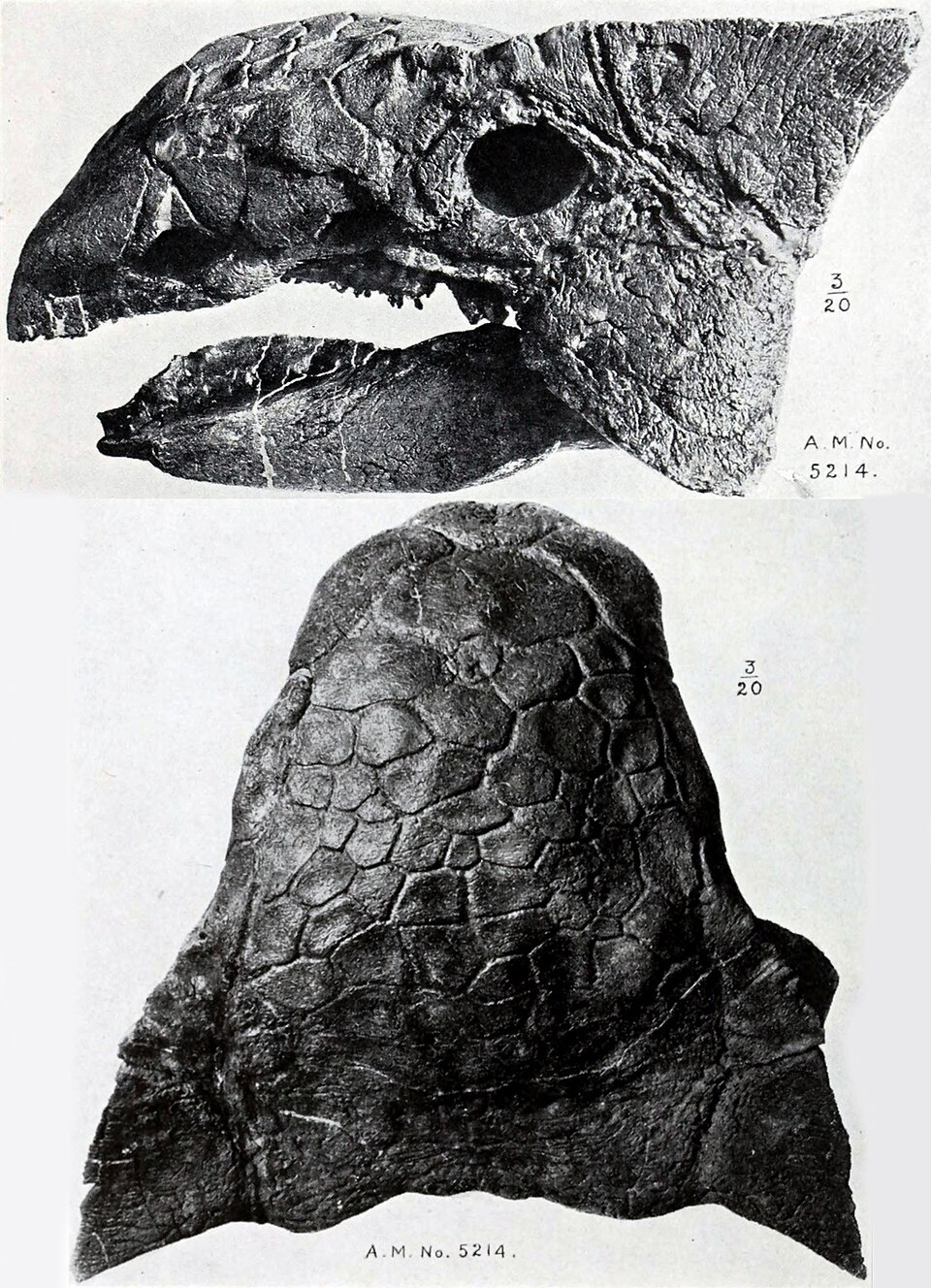 Skull (AMNH 5214) from the side and above
