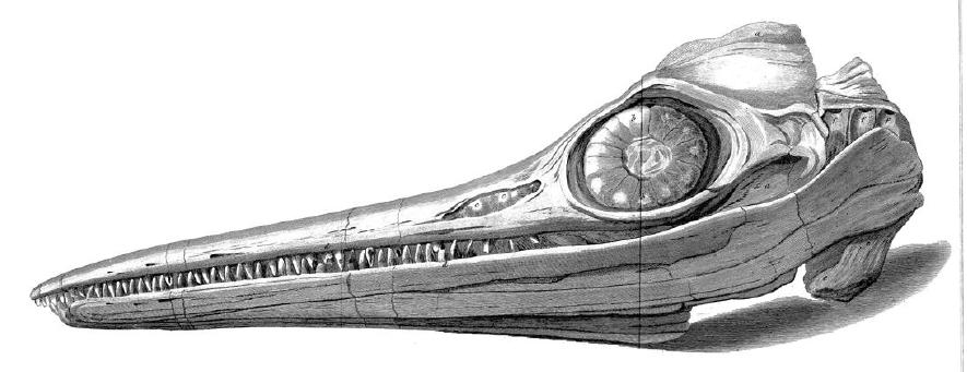Skull of Ichthyosaurus found by the Annings. Note bony ring supporting the large eye