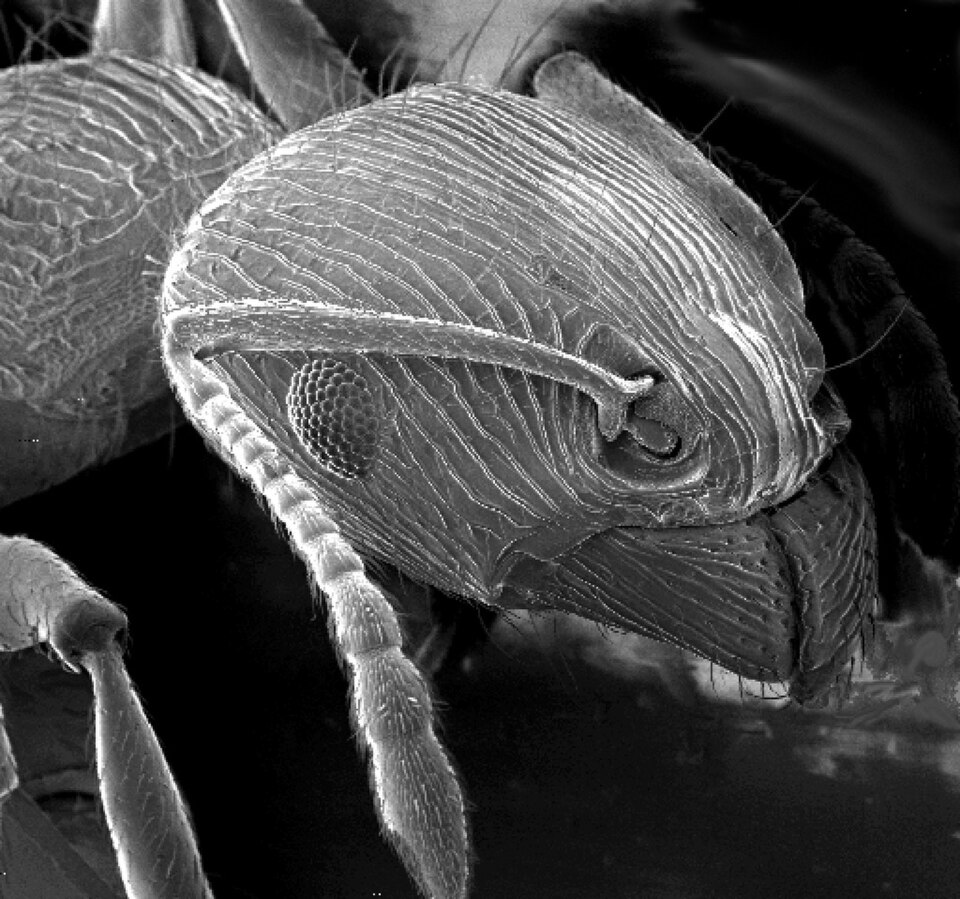 The head of an ant: Chitin type