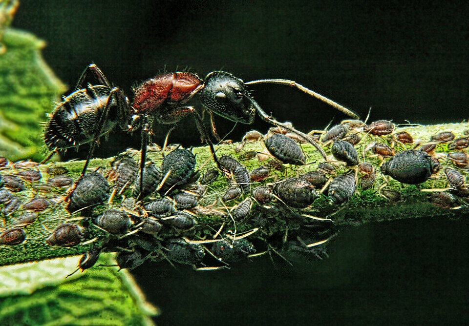 An example of symbiosis: the ant protects the aphids and harvests their sugary excretion.