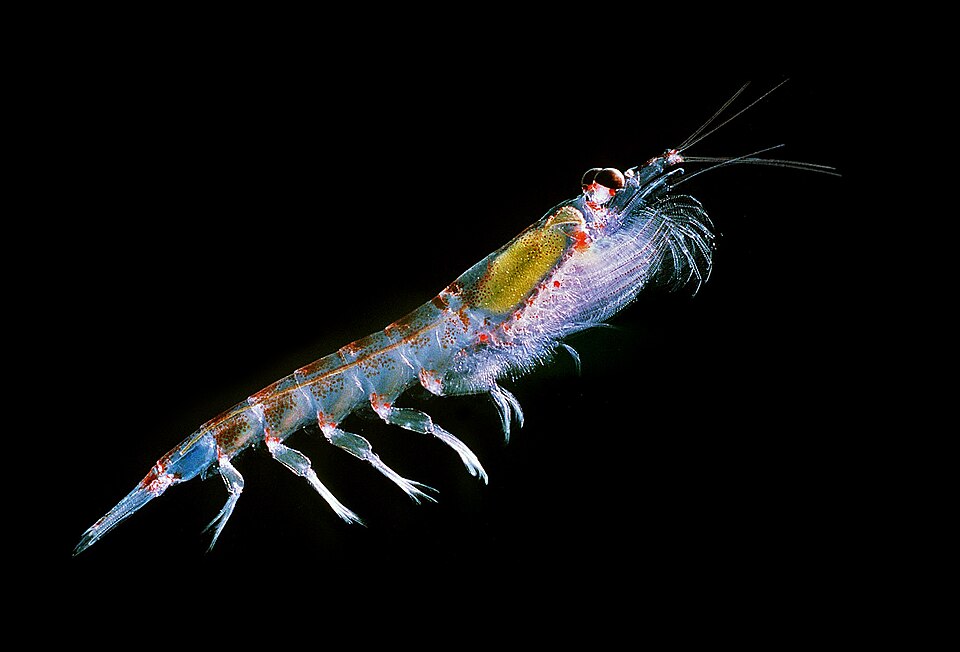 Antarctic krill, whose species comprises roughly 0.66% of the Earth's biomass, the highest of any single animal species.