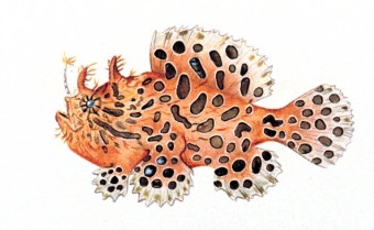 Striated frogfish, Antennarius striatus