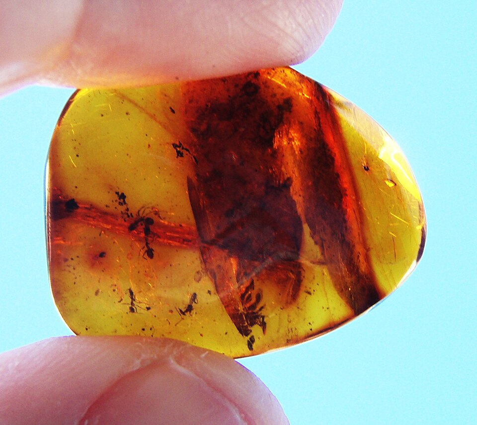 Ants fossilised in Baltic amber.