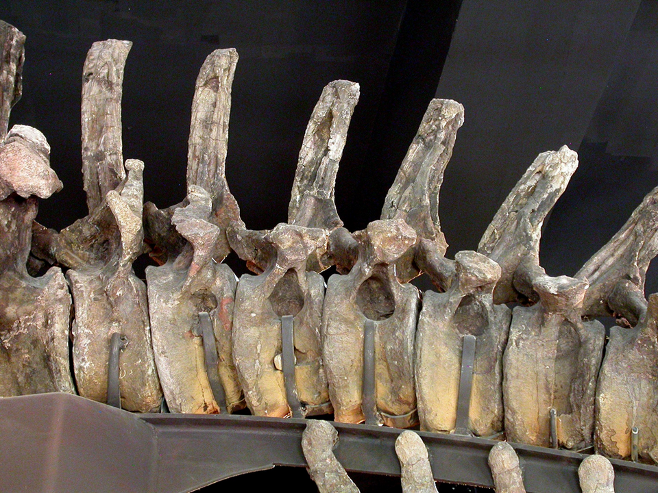 Tail vertebrae of specimen FMNH P25112, showing pneumatic fossae (holes)