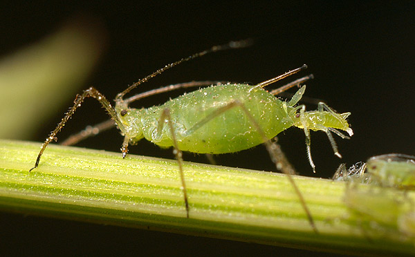 Aphid giving birth to a nymph