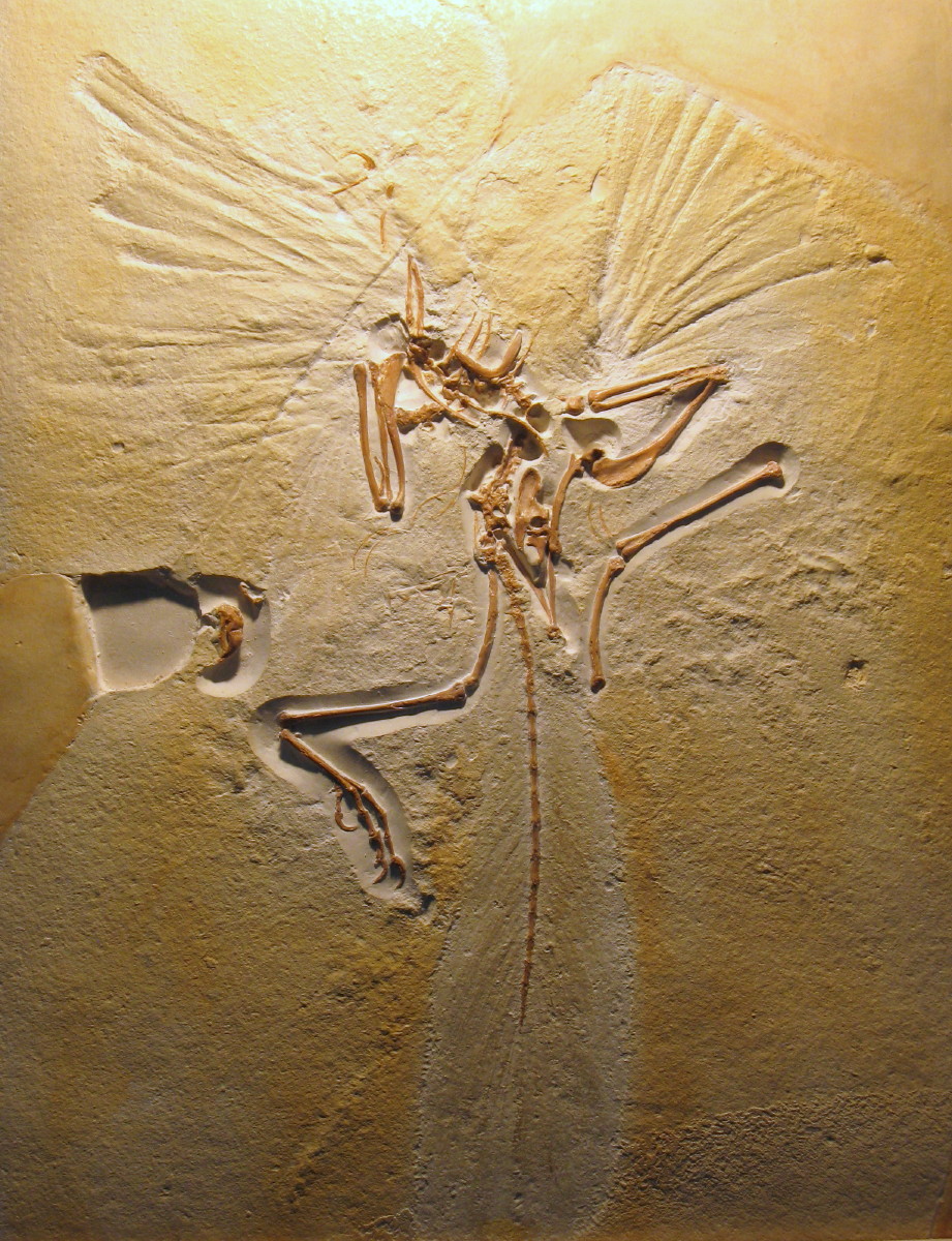 The London specimen (cast)