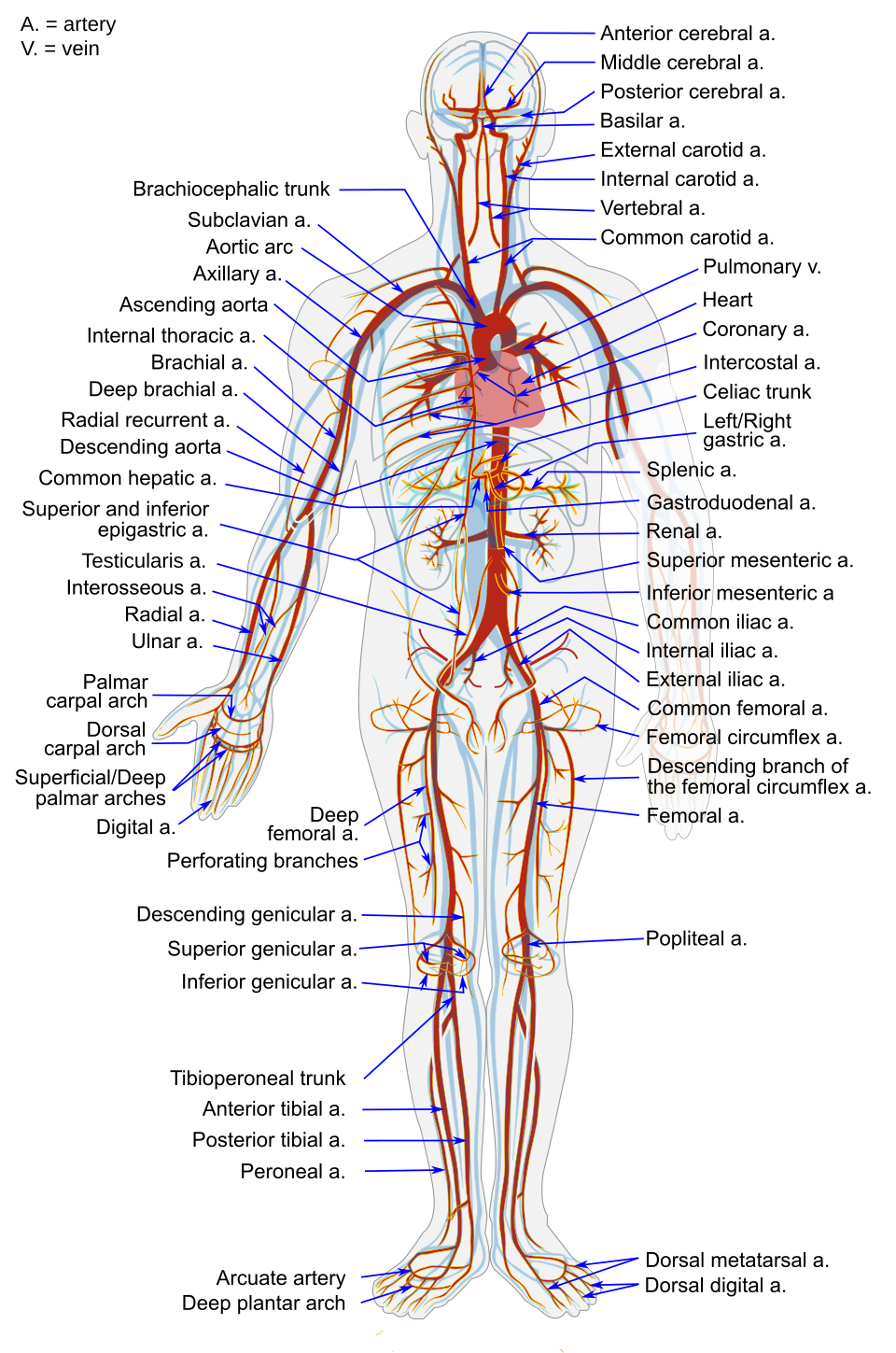 {{Center|The body's major arteries. Notice how they all branch off of the aorta.}}