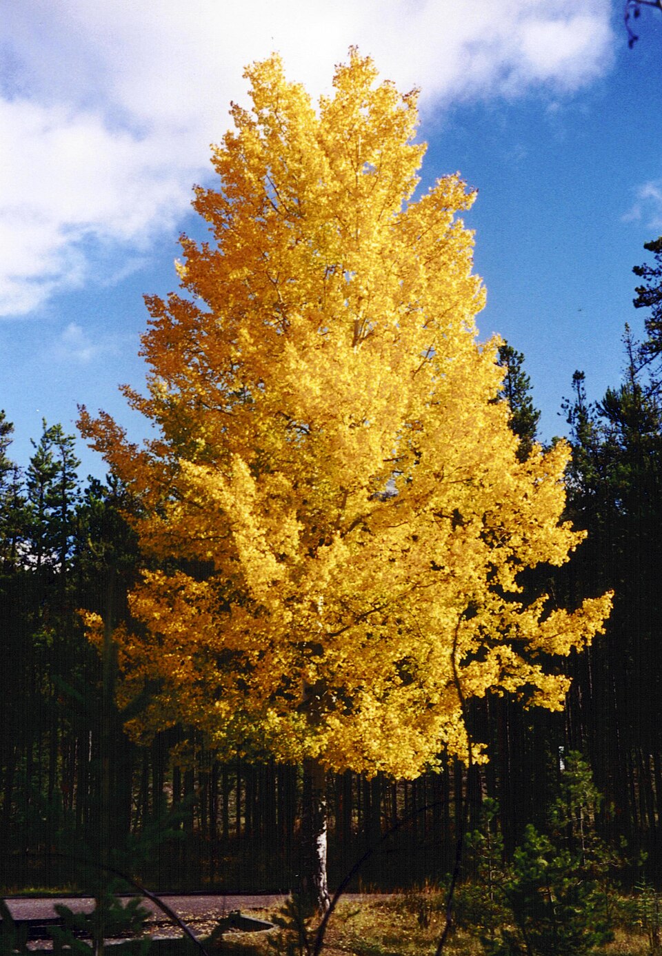 The trembling aspen in its autumn colours