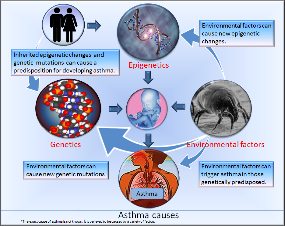 It is believed that a person gets asthma for different reasons, including the genes they get from their parents (genetics), changes in the way some of their genes work (epigenetics) and things in their life that are not healthy (unhealthy or negative environmental factors).