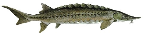 Teleost