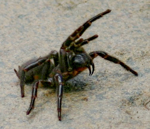 Atrax robustus, the Sydney Funnel Web spider