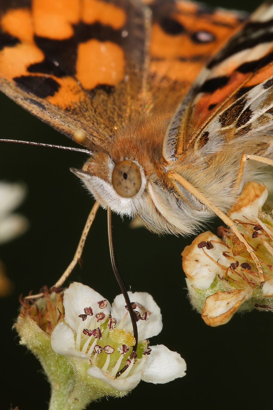 An Australian painted lady feeding on a flower's nectar