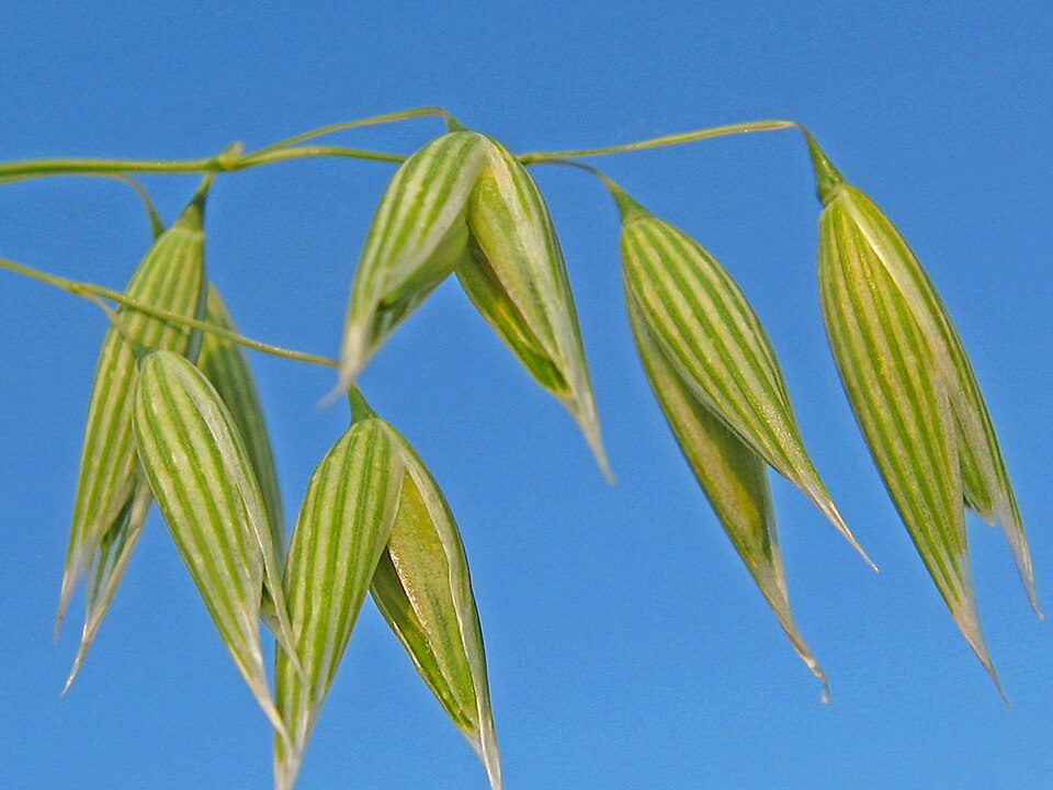 Closeup of oat florets (small flowers)